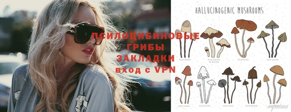 прущие грибы Аркадак